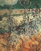 Vincent Van Gogh Thistles (nn04) oil painting picture wholesale